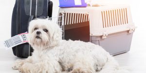 little dog waiting at the airport after a long journey with airline cargo pet carrier and his owner luggage in the background